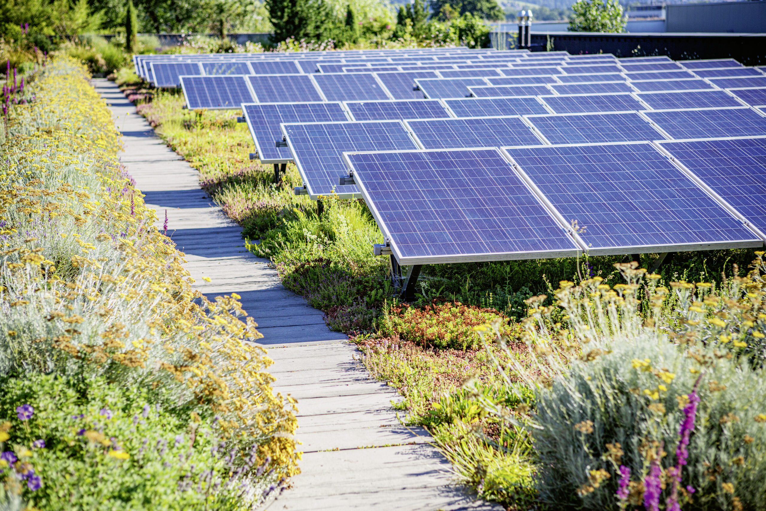 Photovoltaik-Anlagen auf Gründächern wirtschaftlich betreiben